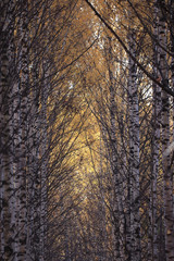 Obraz premium leaf fall in autumn park landscape