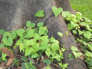 Epipremnum aureum on ground tree root