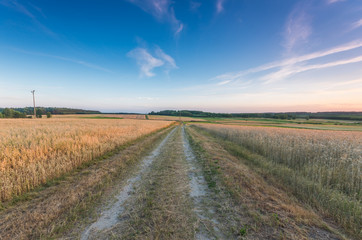 Fototapeta na wymiar rural road between fields of wheat and oat in the evening