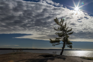 Wind Swept Tree on Georgian Bay, a Group Of Seven inspiration.