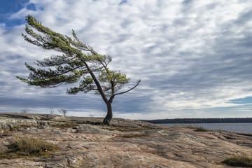 Wind Swept Tree on Georgian Bay, a Group Of Seven inspiration. - obrazy, fototapety, plakaty