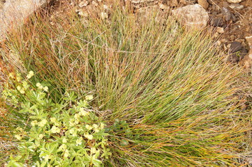 Plants in Iceland