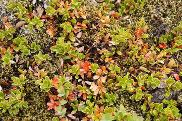Fototapeta premium Plants in Iceland