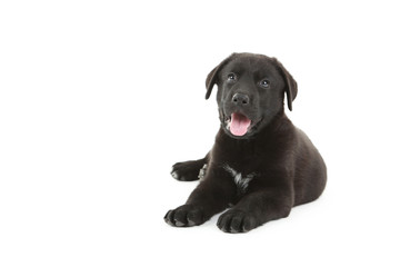 Beautiful black labrador puppy isolated on a white