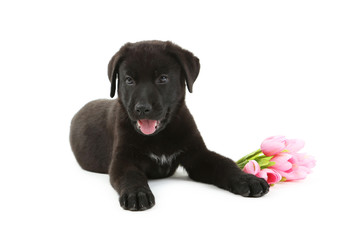 Beautiful black labrador puppy with flowers isolated on a white