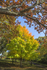 Fall in high Park in Toronto.