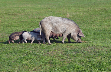 A sow with piglings grazes on a green  meadow