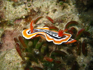 Nudibranch