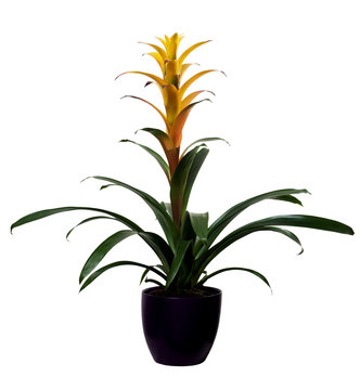 Bromelia guzmania yellow isolated