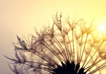 Fototapeta premium Dewy dandelion flower at sunset close up