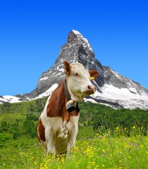 Fototapeta na wymiar Cow in the meadow.In the background of the Matterhorn - Switzerland