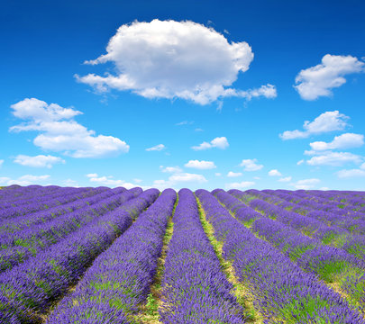 Lavender flower blooming scented fields in Provence - France, Europe.