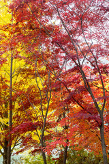 Fototapeta na wymiar Collection of Beautiful Colorful Autumn Leaves