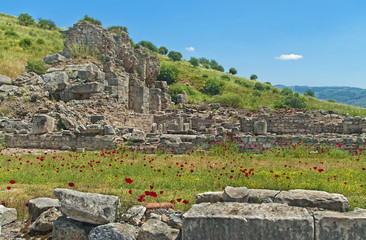 ancient ruins with red poppy flowers