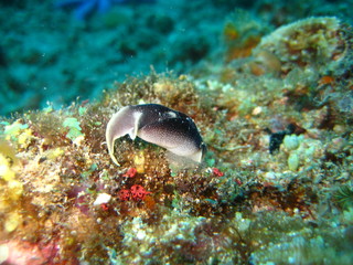 Nacktschnecke
