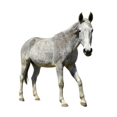 Obraz na płótnie Canvas Horse isolated on a white background