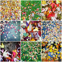 Autumn leaves collage