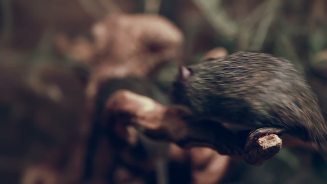 mouse on the branch close up
