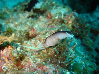 Fototapeta na wymiar Nudibranch