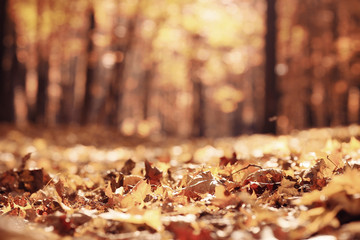 background autumn leaves in the park, nature