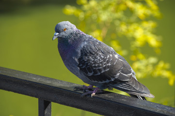 Single grey city pigeon sitting on the railing on the light green background