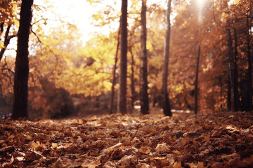 Landscape autumn in a golden forest