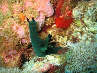 Nudibranch