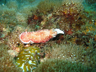 Nudibranch