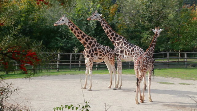 Giraffe at the zoo
