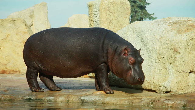 Hippopotamus in the zoo, prague