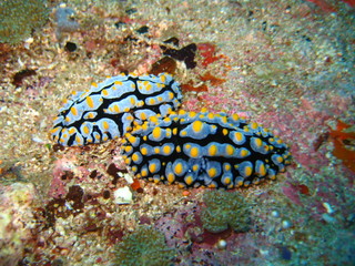 Nudibranch