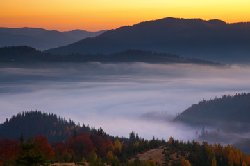 Morning mist in mountain woodland.