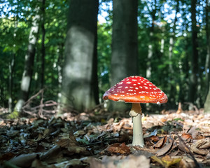 muchomor w słonecznym lesie © Agata Kowalczyk