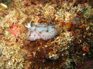 Nudibranch