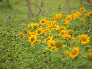 beautiful yellow Sunflower