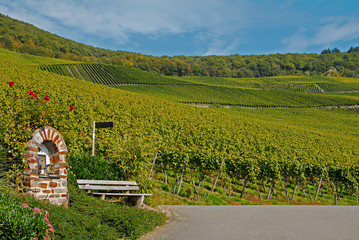 Weinberg im Herbst