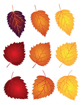 Birch Leaves in Fall Colors Vector Illustration