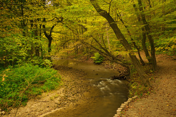 Stream in autumn forest