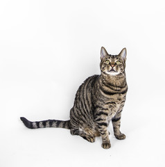 cute cat poses in studio