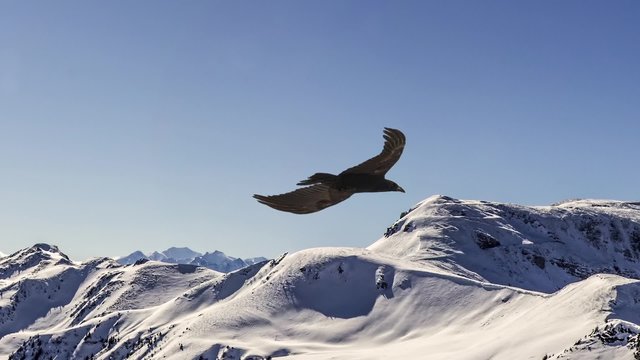 Slow elegant motion of flying eagle over high snowy mountains. Parallax animation of a photo. 