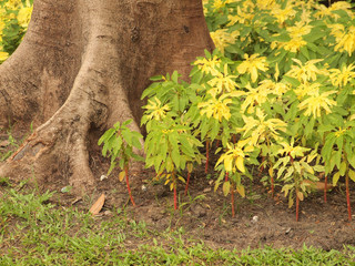 Small tree standing under a big tree