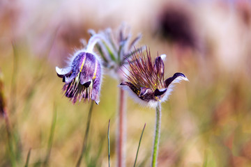 Pasque Flower blooming on spring meadow