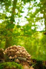 Mushrooms in forest