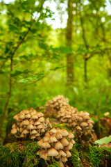 Mushrooms in forest