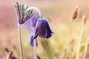 Pasque Flower blooming on spring meadow