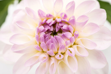 Close up image of white chrysanthemum