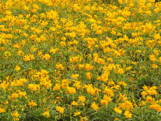 yellow flowers background