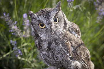 Close up of screech owl.
