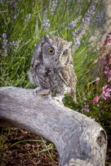 Cute screech owl on log.