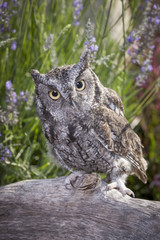 Little screech owl on log.